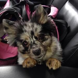 Meet your Posher, Sherry